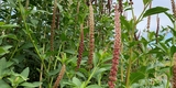 Mexican Pokeweed